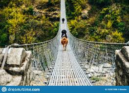 Hanging Suspension Bridge In Himalaya Nepal Stock Photo - Image of pond,  bridge: 153817896