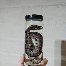 Snakes In Jars – Blood Moon Oddities
