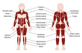 Muscles Chart Description Muscular Body Woman Stock Vector
