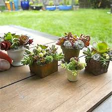 How To Grow Little Pots Of Sunshine And