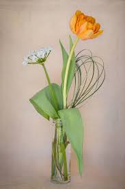 Daffodils, like tulips, are bulb flowers that appear in the springtime. Flowers Tulip Orange Flower Vase Spring Flowers Cut Flowers Deco Decoration Close Up Pikist