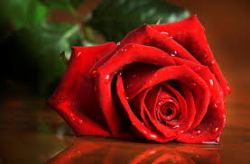 red rose wallpapers for