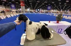 why dock a er spaniel tail