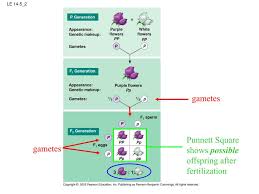 ppt mendel and the gene idea