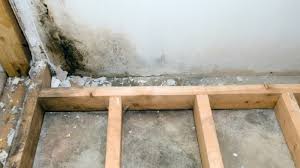 Mold In Your Basement Or Crawlspace