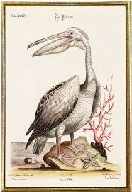 pelican antique bird prints by george