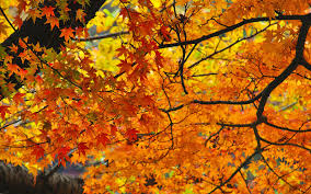 Image result for fall