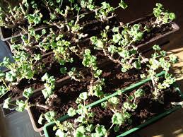 Geranien richtig uber den winter bringen. Geranien Pflanzen Pelargonien Einpflanzen