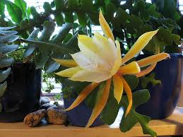 epiphyllum orchid cactus a to z flowers