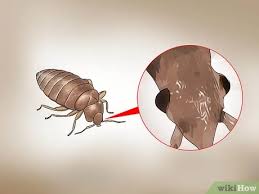 Dennoch können die kleinen tiere leicht mit einem käfer verwechselt werden. Einen Befall Durch Bettwanzen Erkennen 12 Schritte Mit Bildern Wikihow