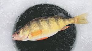 10 best ice fishing lures for perch