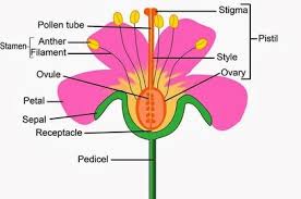 term 5 parts of a flower diagram quizlet