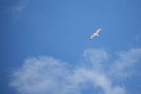 hd wallpaper flying seagull free as