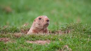 7 ways to get rid of groundhogs without