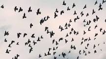 what-is-a-flock-of-crows-called