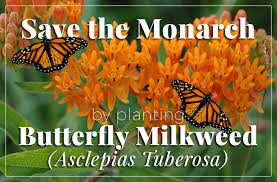 asclepias rosa erfly milkweed