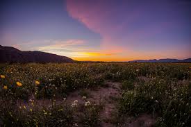Check spelling or type a new query. Best Time To See Super Bloom In Anza Borrego Desert California 2021