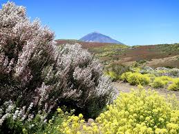 El parque nacional del teide es uno de esos lugares que no olvidaras nunca. 10 Plantas Del Parque Nacional Del Teide Que No Deberias Perderte