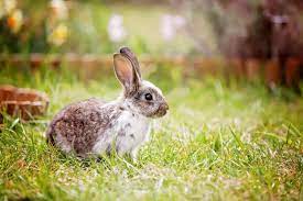 keep rabbits from eating your plants