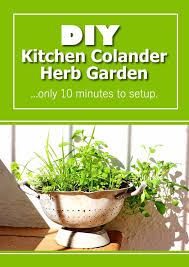 It is important to make sure your pot is big enough to hold your plant. Diy Kitchen Colander Herb Garden