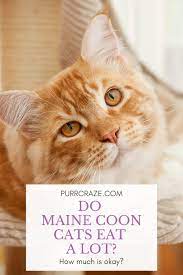 do maine cats eat a lot what to