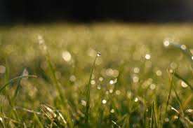 Free picture: summer rain, nature, green grass, moisture, wet field, dew, sunshine, lawn