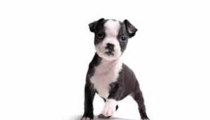 Maybe you would like to learn more about one of these? Boston Terrier Puppies Charlotte Nc Petsidi