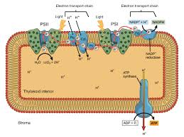 Light Dependent Reactions Photosynthesis Reaction Article