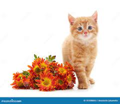 Кот с цветами стоковое фото. изображение насчитывающей млекопитающее -  161008666