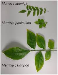 Free shipping on orders over $25 shipped by amazon. Photographs Of Merrillia Caloxylon Murraya Paniculata And Murraya Download Scientific Diagram