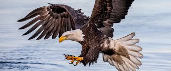 Eagle is the common name for many large birds of prey of the family accipitridae. Kootenai Critters Bald Eagles From Endangered To Flourishing Montana Wilderness Association