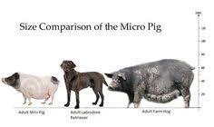 32 Best Truth About Size Images Mini Pigs Miniature Pigs