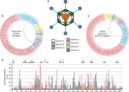 Diversity Within The Adenovirus Fiber Knob Hypervariable