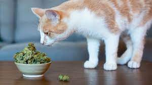 can a cat get high purrfect love