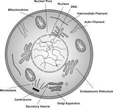 complex organism an overview