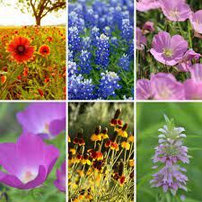 top 10 texas wildflowers to grow