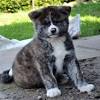 Find a akita puppy from reputable breeders near you and nationwide. Https Encrypted Tbn0 Gstatic Com Images Q Tbn And9gcrpiyftkier9n1s6g4g Ayjriryjpw4zh7 8ezuo1dapyy1zahi Usqp Cau