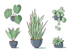 Indoor Plants Plant Ilration