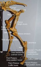Horses have, on average, a skeleton of 205 bones. Bones Of The Hind Leg Part One