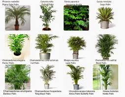 Indoor Plant Identification