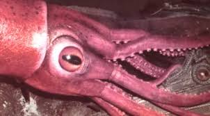 colossal eyes give giant squids an