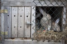 le lapin aménager sa maison c son bio