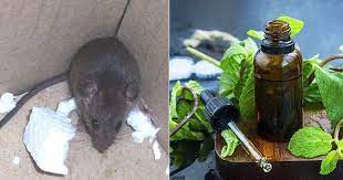 use peppermint oil to repel mice in