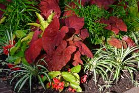 Petunias come in a variety of shades including pinks, blues and reds. Ten Best Annuals For Shade