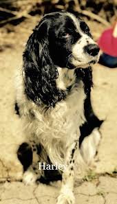 english springer spaniel dog breed