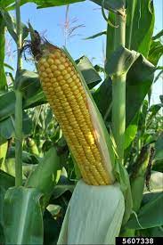 corn (Zea mays)