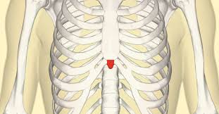 It consists of the 12 pairs of ribs with their costal cartilages and the sternum (figure in the anatomical position, the angles align with the medial border of the scapula. Xiphoid Process Pain Lump And Removal