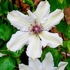 Flowering comes in two waves: Fragrant Star Vancouver Clematis Shop Vines Spring Hill
