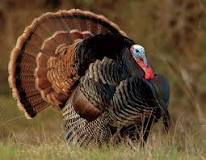 what-kind-of-turkeys-are-in-kentucky