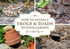 Attract Frogs And Toads To Your Garden